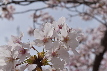 桜