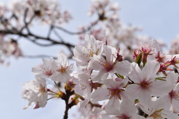 Naklejka premium 桜