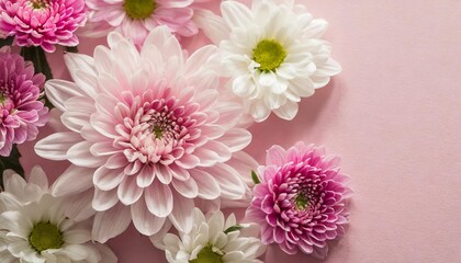 pink and white chrysanthemums on pink background background