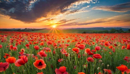 Gordijnen sunset over poppy field © Pauline