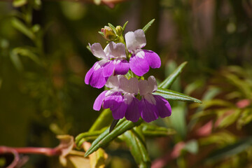 Giant blue eyed Mary (Collinsia grandiflora) 6861