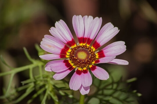 Tricolor daisy (Ismelia carinata) 6859