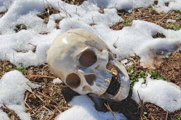 Human Skull in the Snow