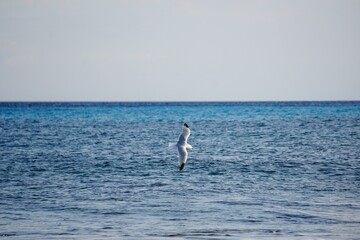 A mediterranean seagull flying over the ocean in Menorca