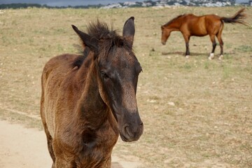 A foal and a horse grazing on a field in Menorca