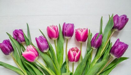 pink purple violet flowers tulips on a white background with space for text top view flat lay