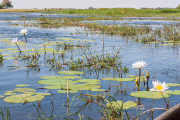 Seerosen im Okavango-Fluss