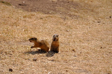 Ground squirrels on Syslovisko Slovakia