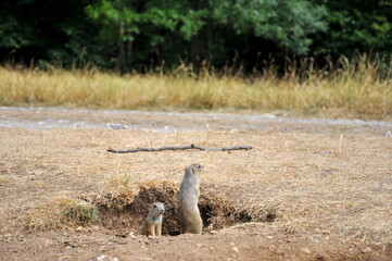 Ground squirrels on Syslovisko Slovakia