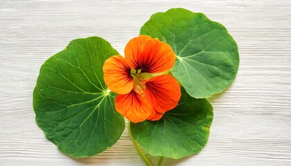 beautiful studio shot of orange colored nasturtium flower bud and green leaf isolated on white background closeup top view copy space