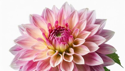 elegant pink dahlia isolated on a white background beautiful head flower spring time summer easter holidays garden decoration landscaping floral floristic arrangement