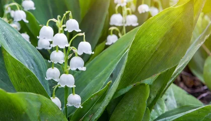 Wandcirkels tuinposter beautiful small white flowers of spring plant a poisonous plant with green leaves lily of the valley convallaria majalis background for spring time © Pauline