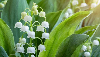 Schilderijen op glas beautiful small white flowers of spring plant a poisonous plant with green leaves lily of the valley convallaria majalis background for spring time © Pauline