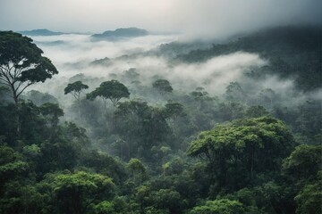 Jungle forests in fog