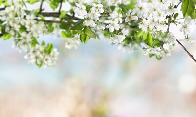 Blooming fresh tree flowers in the spring garden.