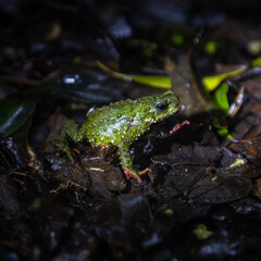 brazilian forest frog