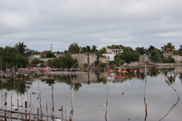 Fototapeta premium Celestun 2023 salvemos a los Flamingos
