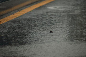 frog on the road in the rain