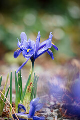 netted iris in the garden