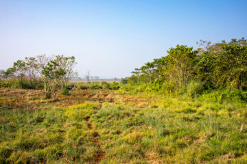 Expansive Grasslands of Chitwan National Park, Peaceful Morning in Nepalese Savanna