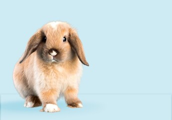 cute young bunny or rabbit on pastel background.