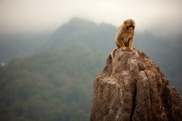 captivating primate perched on high boulder. Generative AI