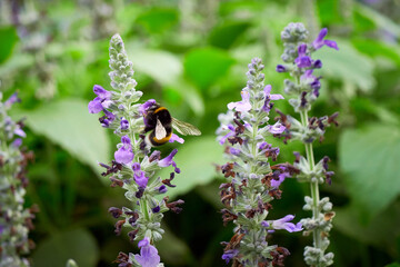 Bumblebee collecting nectar from Salvia flower ( Salvia officinalis )