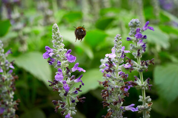 Bumblebee collecting nectar from Salvia flower ( Salvia officinalis )