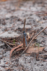 Dragonfly, North Stradbroke Island, Australia