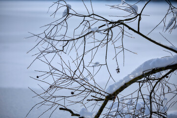Verschneite Baumzweige, winterliche Landschaft