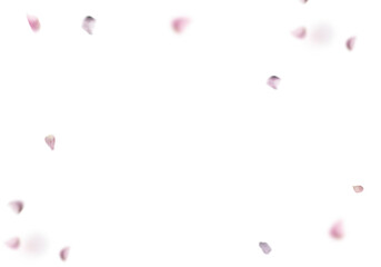 Floating pink rose petal isolated on on a transparent background png. Background concept for love greetings on valentines day and mothers day. Space for text	