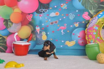 filhote de Dachshund fofo em ensaio fotos no cenário de praia , amor canino, férias de verão 