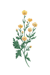 Watercolor illustration with yellow buttercup flowers. Ranunculus cortusifolius, Canary buttercup, Crowfoot flower. Decorative Herbal Colorful Design for Cosmetics, greeting card, invitations