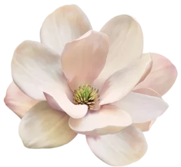 Gordijnen white magnolia flower isolated © AsadAli