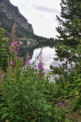 purple flowers by the lake in the mountains 