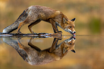 The red fox (Vulpes vulpes) drinks water from the pond. Autumn colors.