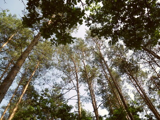 trees and sky