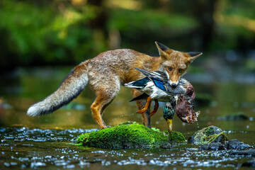 The red fox (Vulpes vulpes) with his prey wild duck (Anas platyrhynchos) in the river in the forest.