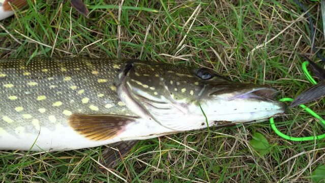 A newly caught pike lies on the grass and wiggles its gills. A fisherman caught two huge beautiful pikes fishing. Sport fishing or poaching.