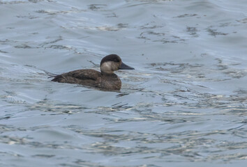 Female common Scoter bird swimming in the water