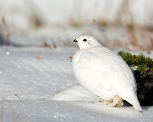 White-tailed Ptarmigan in Snow