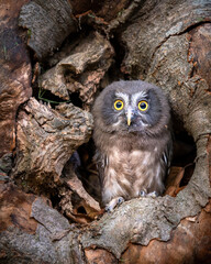 A juvenile Boreal owl (Aegolius funereus) in the cavity nest.