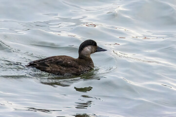 Female common Scoter bird swimming in the water