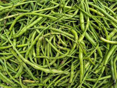 Heap of Radish pods, also known as "Moongra" in Hindi, are basically radish flowers or seed pods that resemble a mixture of beans and radish. Radish pods in a Local Wholesale Market.