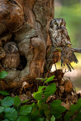 A juvenile Boreal owl (Aegolius funereus) in the cavity nest and an adult Boreal owl, which brought a small bird - prey, the yellowhammer (Emberiza citrinella).