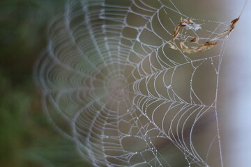 spider web with dew drops