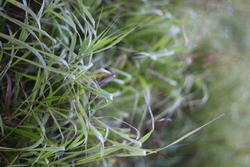 Naklejka na ściany i meble close up of grass