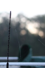 rain drops on the window