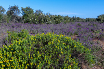 Obraz premium Typische Wegstrecke und Landschaft auf dem Camino Via de la Plata in der Extremadura, hier auf der Etappe von Aljucén nach Alcuescar. Lavendel und Ginster am Wegesrand