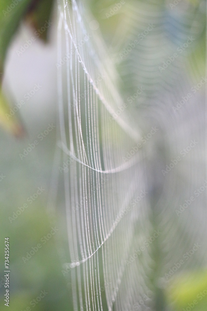 Wall mural spider web with dew drops